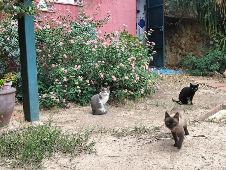 Casa Rural En El Campo Con Animales, Piscina Y Barbacoa Альмодовар-дель-Ріо Екстер'єр фото