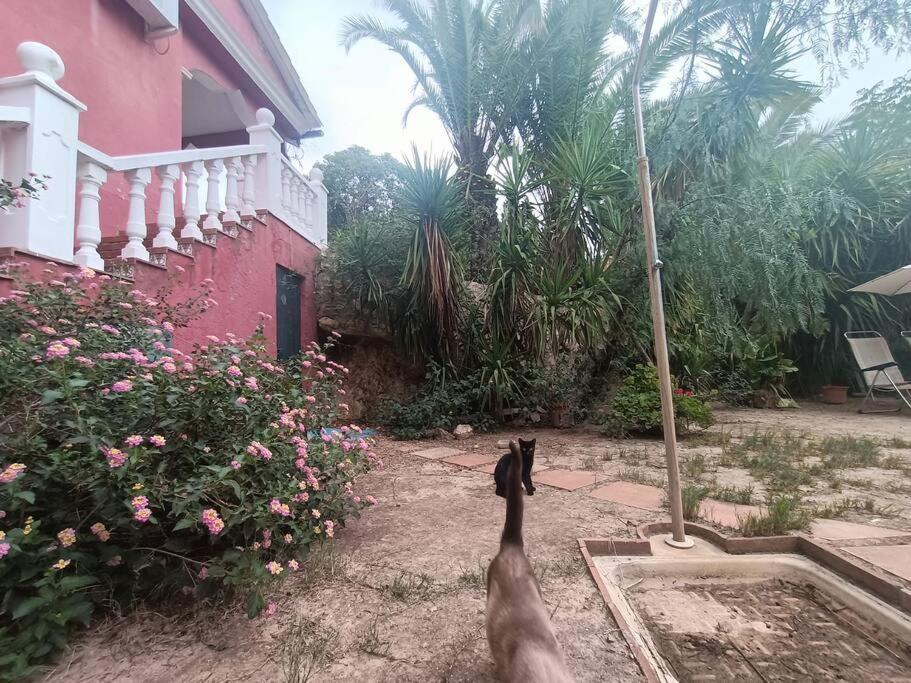 Casa Rural En El Campo Con Animales, Piscina Y Barbacoa Альмодовар-дель-Ріо Екстер'єр фото