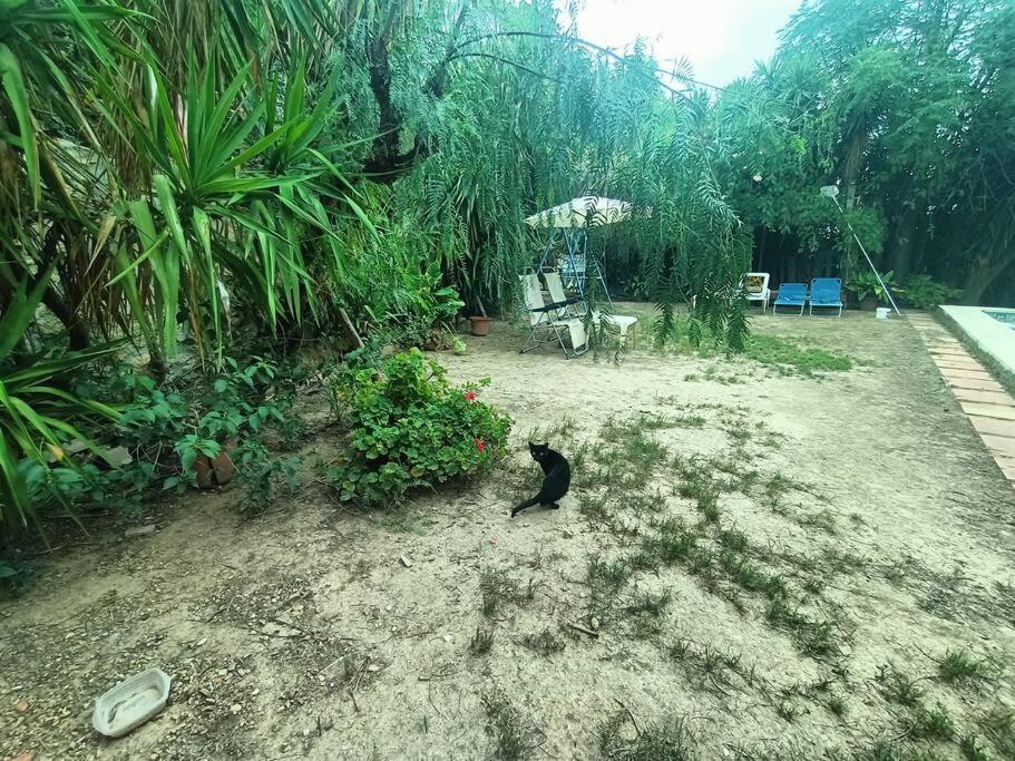 Casa Rural En El Campo Con Animales, Piscina Y Barbacoa Альмодовар-дель-Ріо Екстер'єр фото